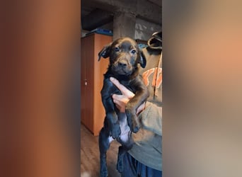 Oliver sucht ein zu Hause