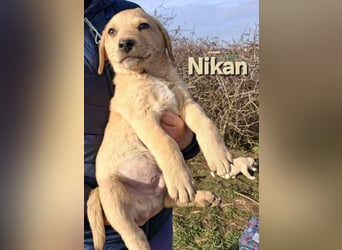 Nikan sucht sein zu Hause