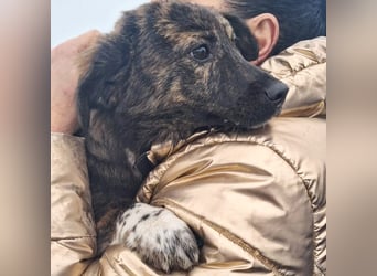 Hazel sucht ihre Menschen