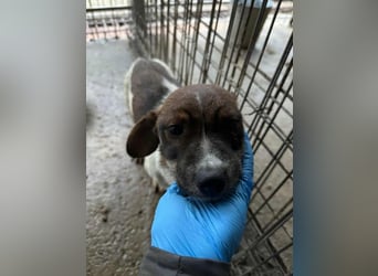 Slate sucht sein Abenteuer