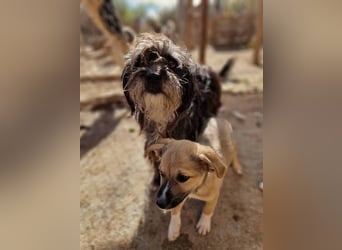 Layla  auf Pflegestelle in Kleinpaschleben