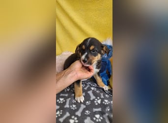 Pinscho sucht sein Abenteuer