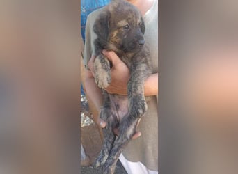 Sammy auf Pflegestelle in 06844 Dessau Rosslau