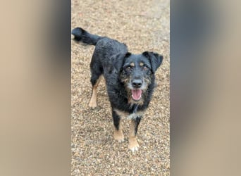 Lotte auf Pflegestelle in 06386 Kleinpaschleben