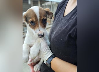 Freya sucht ihre Menschen