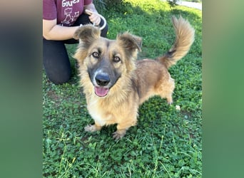 kleiner Zwerg Dennis sucht warmes Körbchen