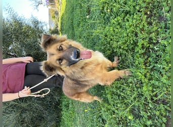 kleiner Zwerg Dennis sucht warmes Körbchen