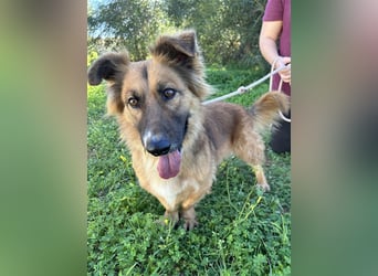 kleiner Zwerg Dennis sucht warmes Körbchen