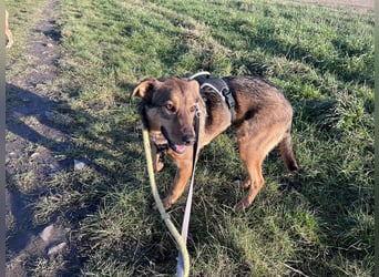 Sanfte Seele Jessy sucht ihr Für-immer-Zuhause