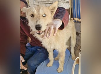 Mara, Schönheit mit zweifarbigem Blick