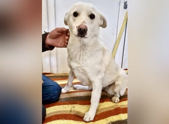 Dankbare, sanfte Blanche