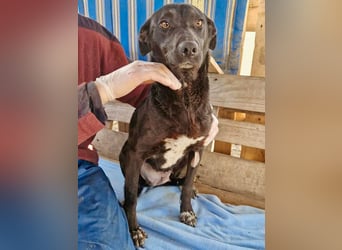 Amy – sanfte Junghündin sucht Geborgenheit