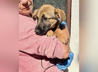 Sky – kleines Welpenmädchen sucht ihr Glück