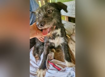 Luna sucht einen Ort zum Ankommen