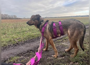 Sanfte Seele Jessy sucht ihr Für-immer-Zuhause