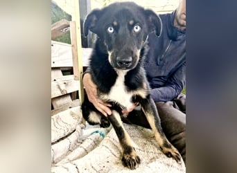 Bobby – junger Hundebub sucht liebevolle Menschen