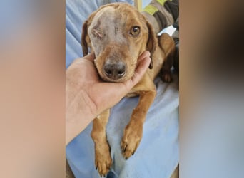 Tapfere Poppy sucht ihr Glück