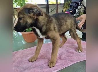 Mogli – kleines Wunder sucht seine Familie