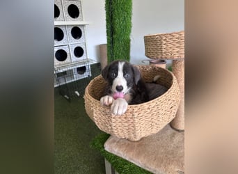 Kleiner Herzenshund Figo sucht seine Familie