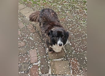 Gnadenplatz für Max gesucht