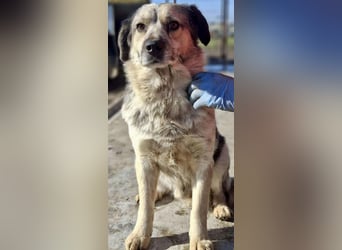 Schmusiger, verspielter Cisco