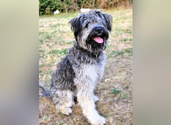 Coco (ehem. Joy) – fröhliche Junghündin sucht aktive Menschen