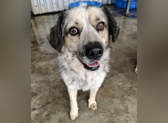 Schmusiger, verspielter Cisco