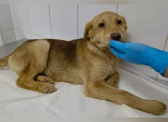 Bildhübsches Welpenmädchen Lumi