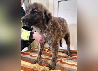 Sanfte Pfötchengeberin Yuki