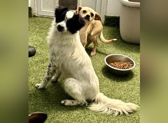 Zierlicher Junghund Merlin