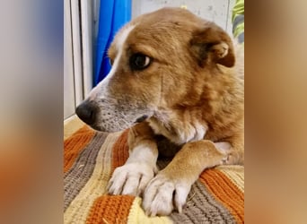 Sanfter Hundeopi Rex