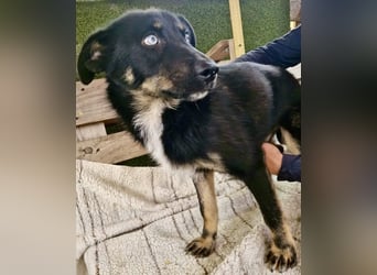 Bobby – junger Hundebub sucht liebevolle Menschen