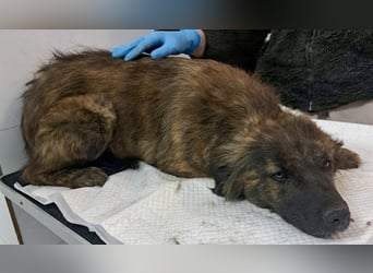 Sanfte Pfötchengeberin Yuki