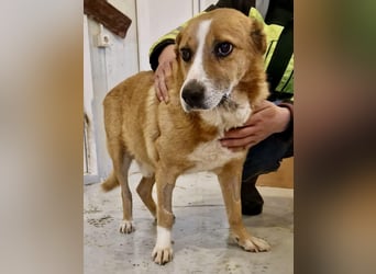 Sanfter Hundeopi Rex