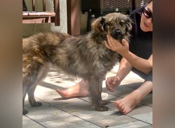 Ronja – kleine Kämpferin sucht ihr Happy End