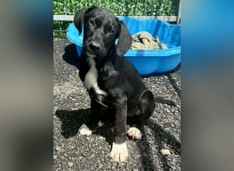 Cupcake – kleiner Glückspilz sucht seine Familie