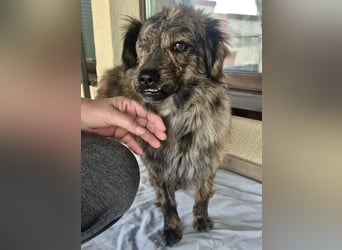 Ronja – kleine Kämpferin sucht ihr Happy End