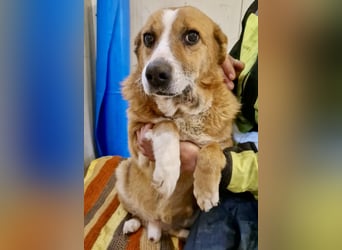 Sanfter Hundeopi Rex