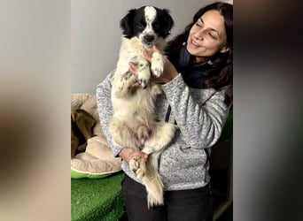 Zierlicher Junghund Merlin