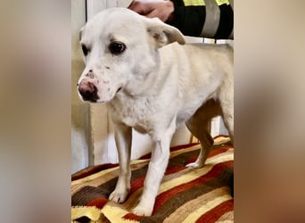 Dankbare, sanfte Blanche