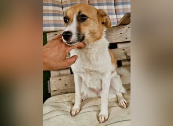 Sanfte Trixi sucht ihre Menschen