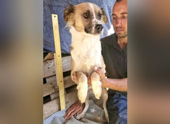 Romy, sanfte Schmusemaus sucht ihre Familie