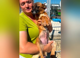 Sanfte Karla sucht ein liebevolles Zuhause