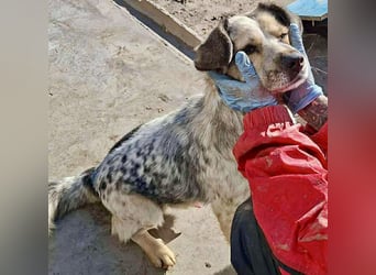 Schmusiger, verspielter Cisco