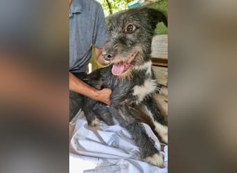 Luna sucht einen Ort zum Ankommen