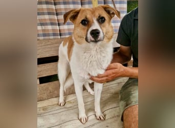 Sanfte Trixi sucht ihre Menschen