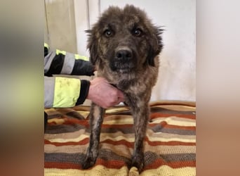 Sanfte Pfötchengeberin Yuki