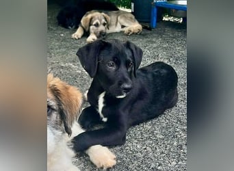 Cupcake – kleiner Glückspilz sucht seine Familie