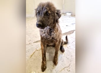 Sanfte Pfötchengeberin Yuki