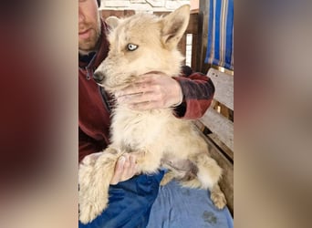 Mara, Schönheit mit zweifarbigem Blick